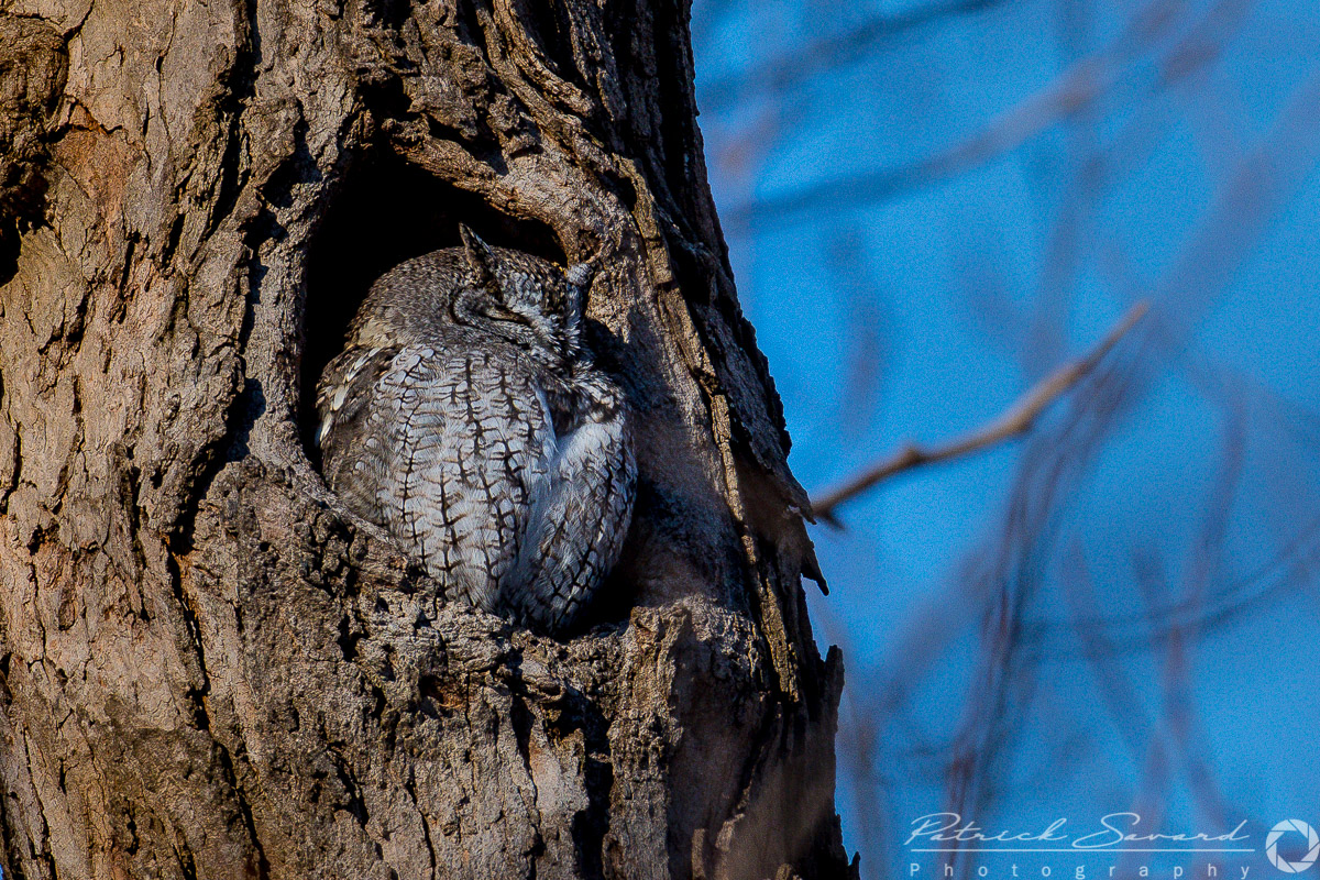 Eastern Screech Owl Patrick Savard
